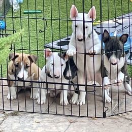 Miniature Bull Terrier Puppies from Tonka Miniature Bull Terriers