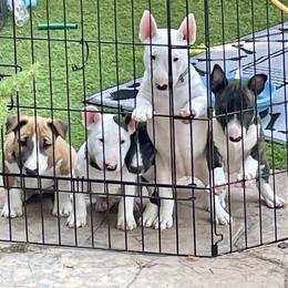 Miniature Bull Terrier Puppies from Tonka Miniature Bull Terriers