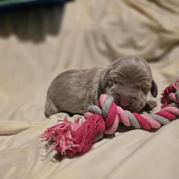 Pink collar - Silver gray female Weimaraner puppy in Frostproof, Florida from Waggin' Weims