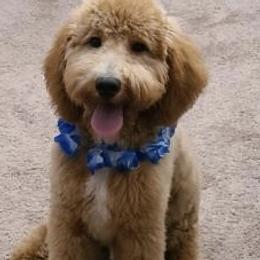 Goldendoodle All Grown Up from Goldendoodle AZ