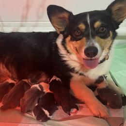 Boy 2 - Blue male Pembroke Welsh Corgi puppy in Ocala, Florida from Dolan Farms Corgis