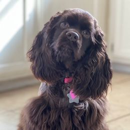 Millie - Cocker Spaniel