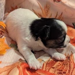 Pepper - Black and white female Chihuahua puppy in Waycross, Georgia from OakView Farm Chihuahuas FB