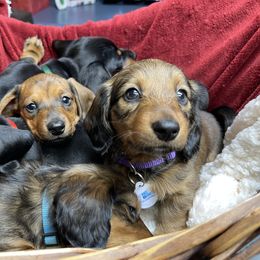 Dachshund Puppies from Cogsworth Cromwell Dachshunds of South West Michigan