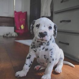 Dalmatian Puppies from Sublime Dalmatians