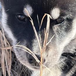 Siberian Husky Puppies from Yetieska Siberians