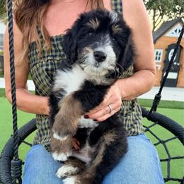 Pooh - Tri-color male Bernedoodle puppy in Yuba City, California from Ranch House Doodles