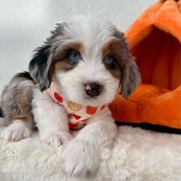 Diablo - Blue merle male Bernedoodle puppy in Concord, California from Golden State Good Dogs
