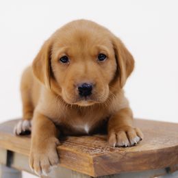 Chance - Yellow male Labrador Retriever puppy in Allons, Tennessee from UC Labradors LLC
