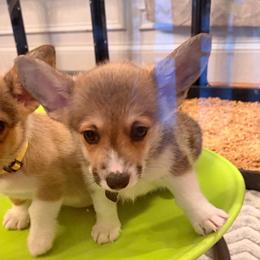 Charles Black - Sable male Pembroke Welsh Corgi puppy in Snellville, Georgia from Laur's Classic Corgis