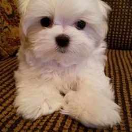 Maltese Puppies from Avante Maltese