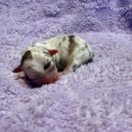 Thunder - Merle male Chihuahua puppy in Seneca, Missouri from Stephanie’s Puppy Colony