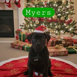 Myers - Black brindle male Cane Corso puppy in Hampstead, New Hampshire from Durgin Hollow
