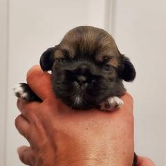Tibetan Spaniel Puppies from Jewel Acres