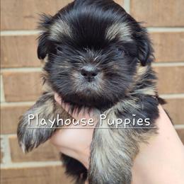 Mario - Black and tan male Shih Tzu puppy in Lebanon, Missouri from Playhouse Puppies