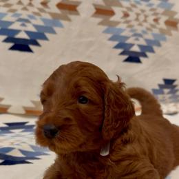 Keala ( Gray collar boy) - Red  male Goldendoodle puppy in Phelan, California from High Desert Doodles - the original