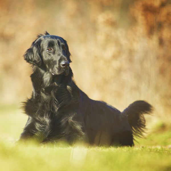 Flat-Coated Retriever