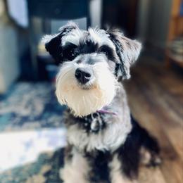 Gracie - Miniature Schnauzer