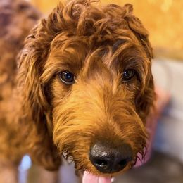 Reba - Goldendoodle