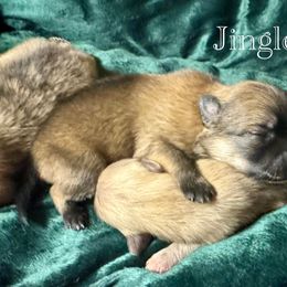 Jingle - Orange sable female Pomeranian puppy in Eden, North Carolina from Whippoorwill Pomeranians