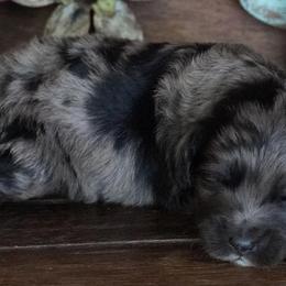 Boy 2 - Blue merle male Aussiedoodle puppy in Lawton, Oklahoma from Lindsey’s Aussies