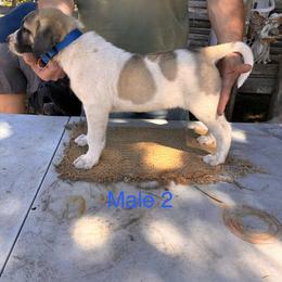 Boy 2 - Biscuit and white male Anatolian Shepherd Dog puppy in Daggett, Michigan from T&S Anatolians
