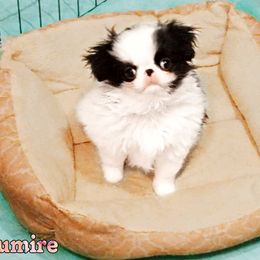 Japanese Chin Puppies from Mystike Japanese Chin