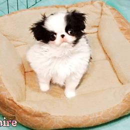 Japanese Chin Puppies from Mystike Japanese Chin