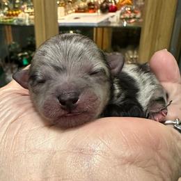 Black Merle boy 1day 5.45oz - Blue merle male Pomeranian puppy in Madison, Ohio from PawSitive Therapy Pomeranians