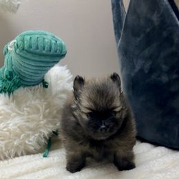 Sable Girl - Chocolate sable female Pomeranian puppy in Madison, Ohio from PawSitive Therapy Pomeranians