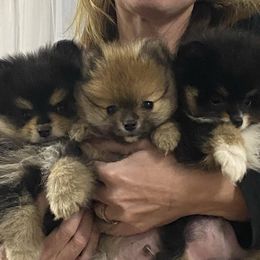 Pomeranians from Sheree’s Pomeranians