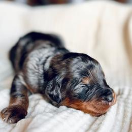 Buddy - Blue merle male Bernedoodle puppy in Travelers Rest, South Carolina from Bernedoodle.do