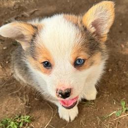 Oliver - Sable male Pembroke Welsh Corgi puppy in Millsap, Texas from Punchy Pembroke Ranch