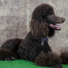 Bailee - Poodle