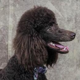 Bailee - Poodle