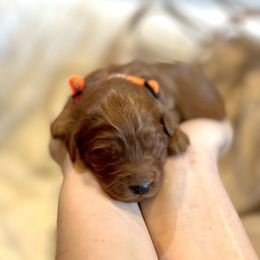 Goldendoodle Puppies from Poodle lovers