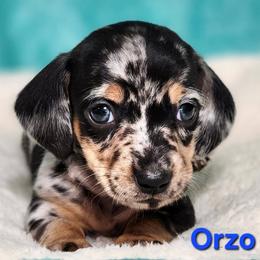 Orzo - Dapple male Dachshund puppy in Mount Sherman, Kentucky from Kaleidoscope Dachshunds and Whippets