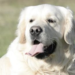 Dilute Retrievers and Golden Retrievers from Rogers Pups