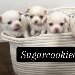 Chihuahuas from Sugar Cookie Chihuahuas