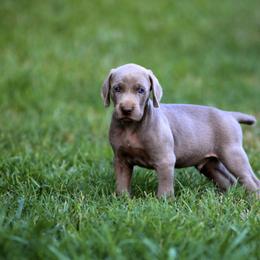 Weimaraners from Weimaraners of South Carolina