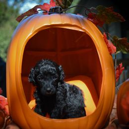 Poodle Puppies from Canoe Creek Spoos