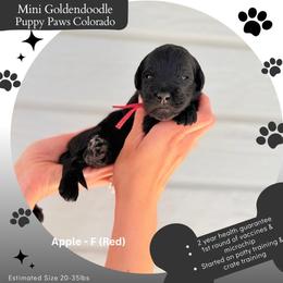Apple - Black female Goldendoodle puppy in Fort Lupton, Colorado from Puppy Paws Colorado
