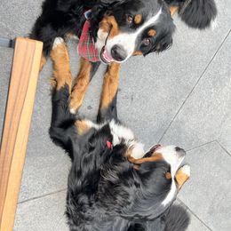 Bernese Mountain Dog Puppies from Lonesome Pine Farm