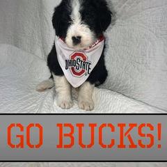 Bordoodle Puppies from Borders of Eby Eden