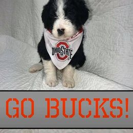 Bordoodle Puppies from Borders of Eby Eden