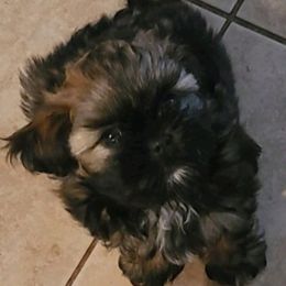 Shih Tzus from Midwest Puppy Patch