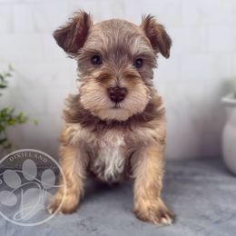 Alder - Liver male Miniature Schnauzer puppy in Hockley, Texas from Dixieland Miniature Schnauzers