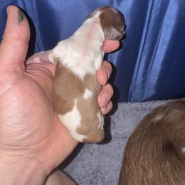 Puppy 5 - Piebald female Dachshund puppy in Copperas Cove, Texas from Creme de la Creme Dachshunds