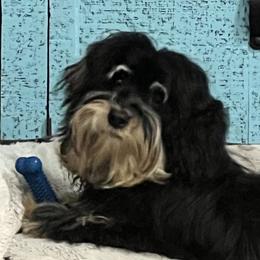 Pacino - Havanese