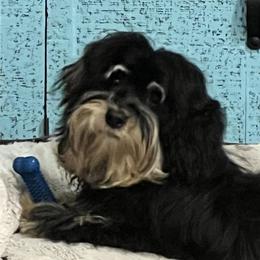 Pacino - Havanese
